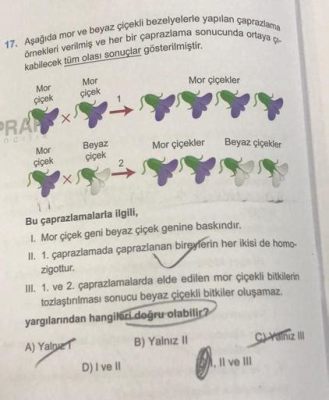  Çaprazlama ve Şafak: 17. Yüzyıl Brezilyalı Usta 'Xavier de Almeida'nin Gizemli Bir Eseri