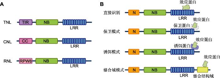 nlr ar,Understanding NLR AR: A Comprehensive Guide