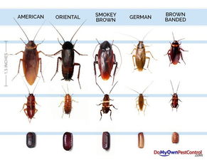 adams pest control springdale_ ar,Adams Pest Control Springdale AR: Your Ultimate Guide to Pest Management